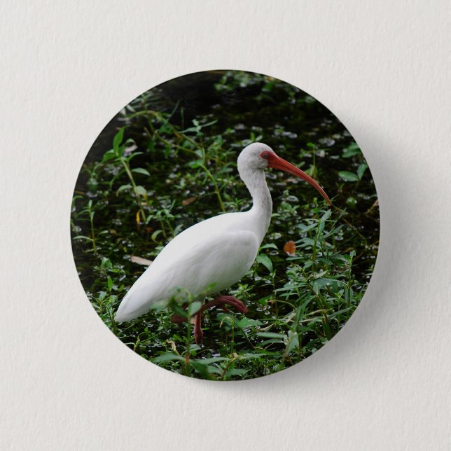 Chapa Redonda De 5 Cm El Ibis blanco… (Anverso)