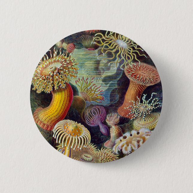 Chapa Redonda De 5 Cm Ernst Haeckel - Actiniae (Anverso)