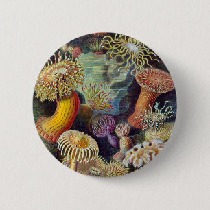 Chapa Redonda De 5 Cm Ernst Haeckel - Actiniae