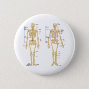 Chapa Redonda De 5 Cm Esqueleto humano etiquetado carta de la anatomía