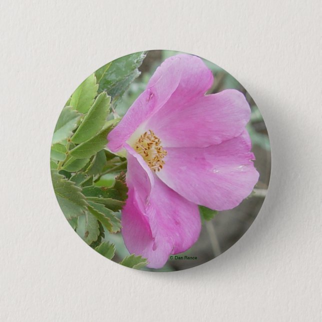 Chapa Redonda De 5 Cm F4 Rosa silvestre de Alberta (Anverso)