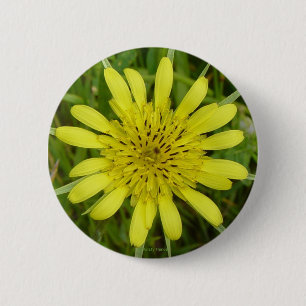 Chapa Redonda De 5 Cm F9 Flor silvestre amarilla Cabra barba Tragopogon