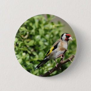 Chapa Redonda De 5 Cm FInch