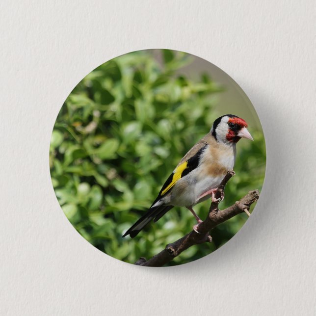 Chapa Redonda De 5 Cm FInch (Anverso)