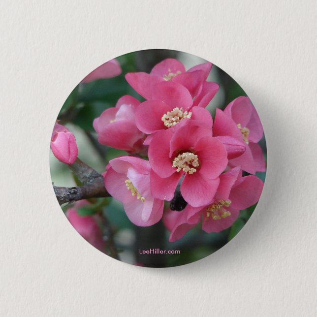 Chapa Redonda De 5 Cm Flor de membrillo rosa de primavera (Anverso)