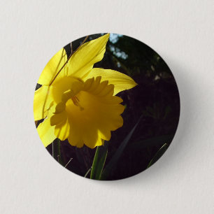 Chapa Redonda De 5 Cm flor de narciso amarillo en la luz del sol