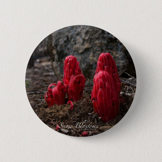 Chapa Redonda De 5 Cm Flores de nieve (Anverso)