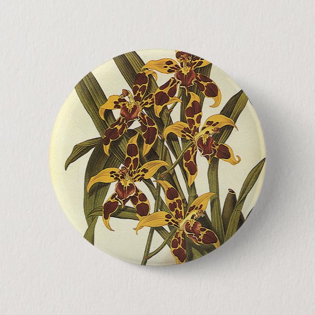 Chapa Redonda De 5 Cm Flores de orquídeas de odontoglossum tropical vint (Anverso)