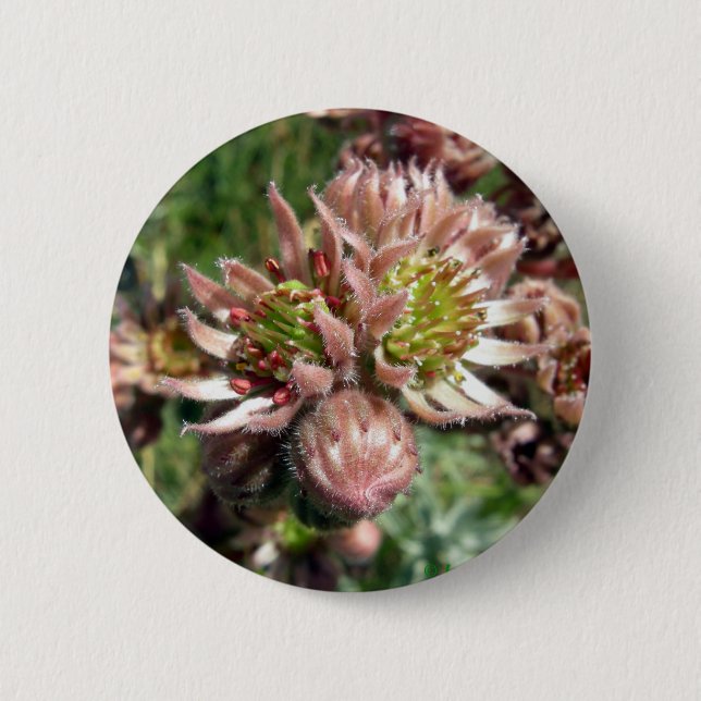 Chapa Redonda De 5 Cm Flores Hen y Chicks (Sempervivum) (Anverso)