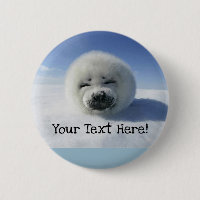 Foca arpista adorable