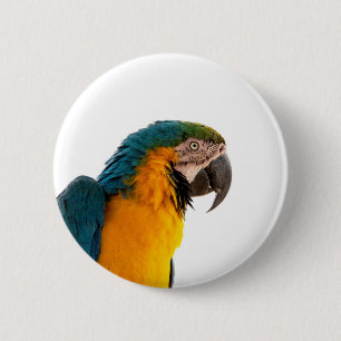 Chapa Redonda De 5 Cm Foto de loro guacamayo