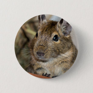 Chapa Redonda De 5 Cm Fotografía alerta linda de Degu