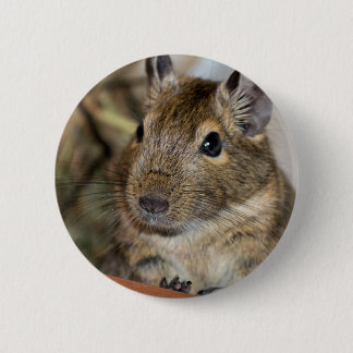 Chapa Redonda De 5 Cm Fotografía alerta linda de Degu