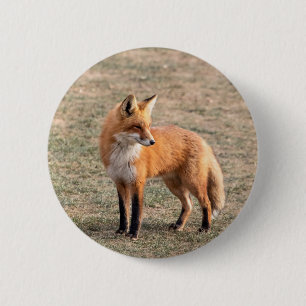 Chapa Redonda De 5 Cm Fox rojo en un campo