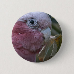 Chapa Redonda De 5 Cm Galah o Cacatúa de pecho rosado