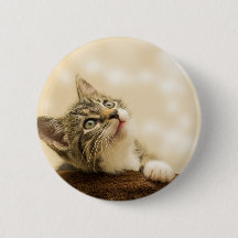 Gatito lindo con una pata al aire libre