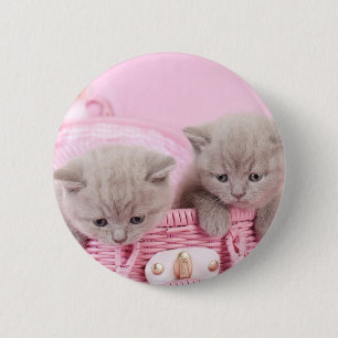 Chapa Redonda De 5 Cm Gatitos de shorthair del Reino Unido