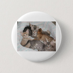CHAPA REDONDA DE 5 CM GATITOS LINDOS EN UNA CESTA