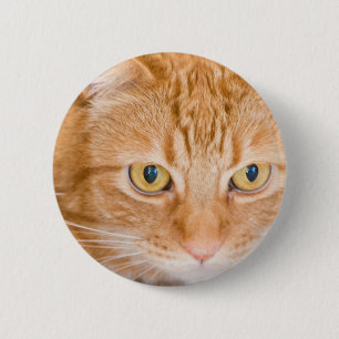 Chapa Redonda De 5 Cm Gato anaranjado