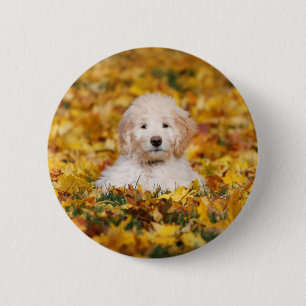 Chapa Redonda De 5 Cm Goldendoodle Cachorro En Hojas Caídas