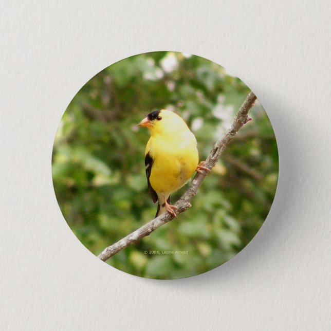 Chapa Redonda De 5 Cm Goldfinch americano (Anverso)