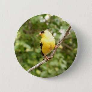 Chapa Redonda De 5 Cm Goldfinch americano