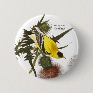 Chapa Redonda De 5 Cm Goldfinch estadounidense por John James Audubon, B