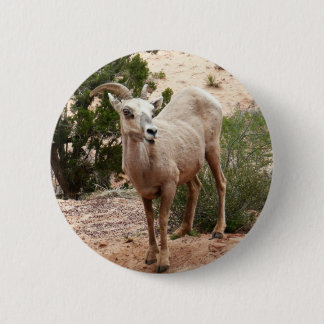 Chapa Redonda De 5 Cm Graciosa oveja bighorn en el Parque Nacional de Zi