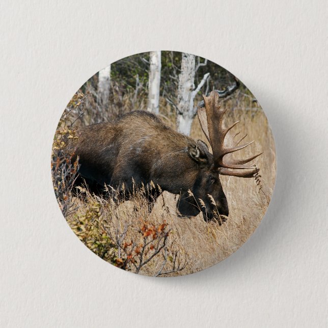 Chapa Redonda De 5 Cm Grazing Moose (Anverso)