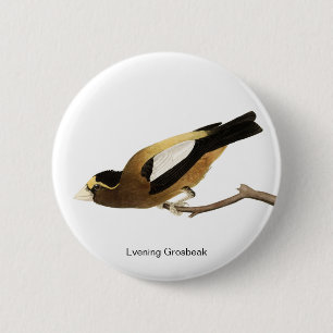 Chapa Redonda De 5 Cm Grosbeak vespertino de John James Audubon, Ave Fin