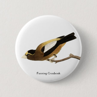 Chapa Redonda De 5 Cm Grosbeak vespertino de John James Audubon, Ave Fin