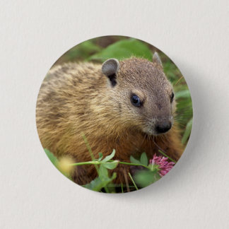 Chapa Redonda De 5 Cm Groundhog
