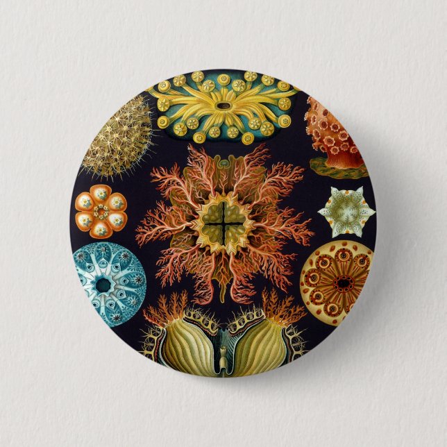 Chapa Redonda De 5 Cm Haeckel (Anverso)