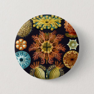 Chapa Redonda De 5 Cm Haeckel
