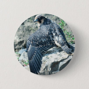Chapa Redonda De 5 Cm Halcón de peregrino, juvenil