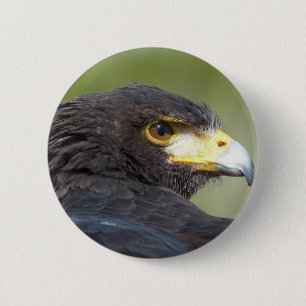 Chapa Redonda De 5 Cm Harris Hawk