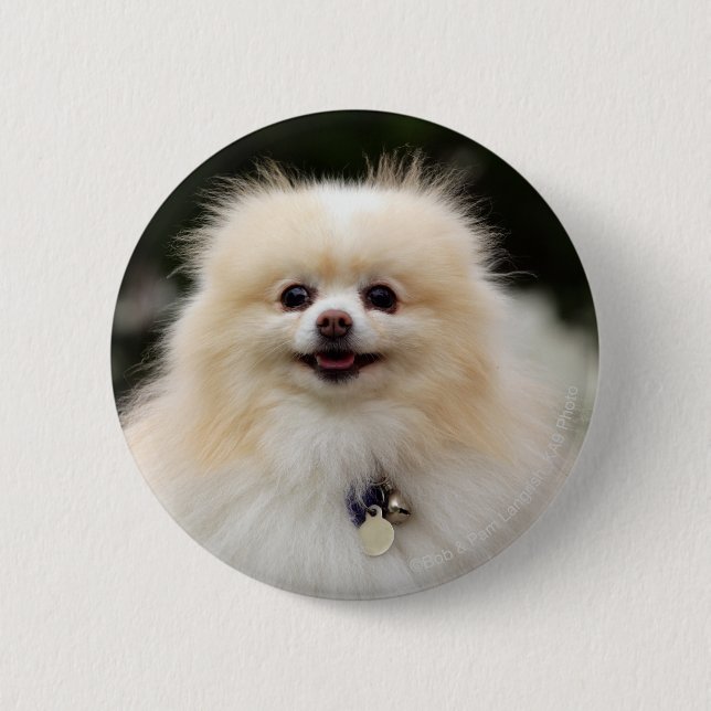 Chapa Redonda De 5 Cm Headshot 1 de Pomeranian (Anverso)