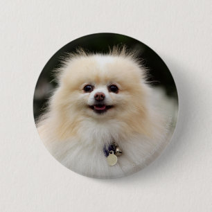 Chapa Redonda De 5 Cm Headshot 1 de Pomeranian