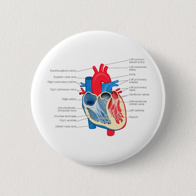 Chapa Redonda De 5 Cm Heart_Anatomy (Anverso)