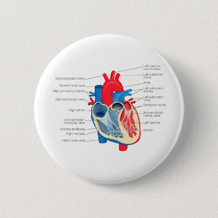 Chapa Redonda De 5 Cm Heart_Anatomy