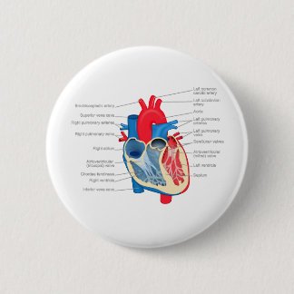 Chapa Redonda De 5 Cm Heart_Anatomy