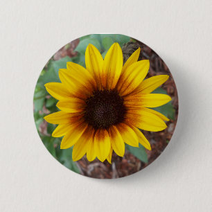 Chapa Redonda De 5 Cm Helianthus Annuus