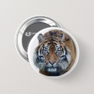 Chapa Redonda De 5 Cm Hermosa foto del rostro del tigre de Bengala