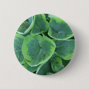 Chapa Redonda De 5 Cm Hojas verde oscuro verdes claras del Hosta