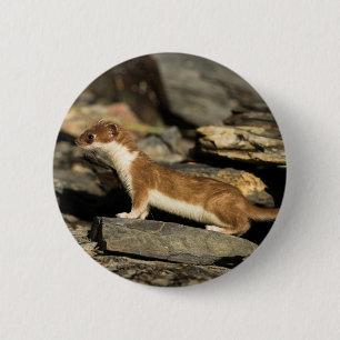 Chapa Redonda De 5 Cm Hunting Weasel