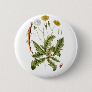 Chapa Redonda De 5 Cm Ilustración Vintage de Diente de León