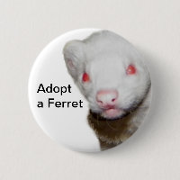Imagen de Albino Ferret