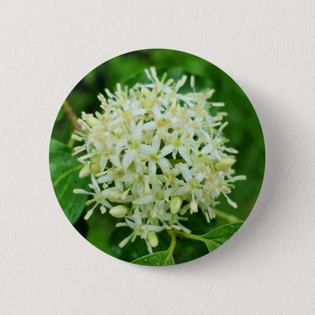 Chapa Redonda De 5 Cm Insignia Cornus sanguinea (Anverso)