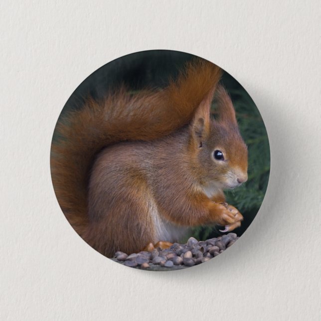 Chapa Redonda De 5 Cm Insignia de Brunch de nuez (Anverso)