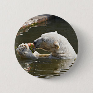 Chapa Redonda De 5 Cm Insígnia de oso polar comiendo fruta